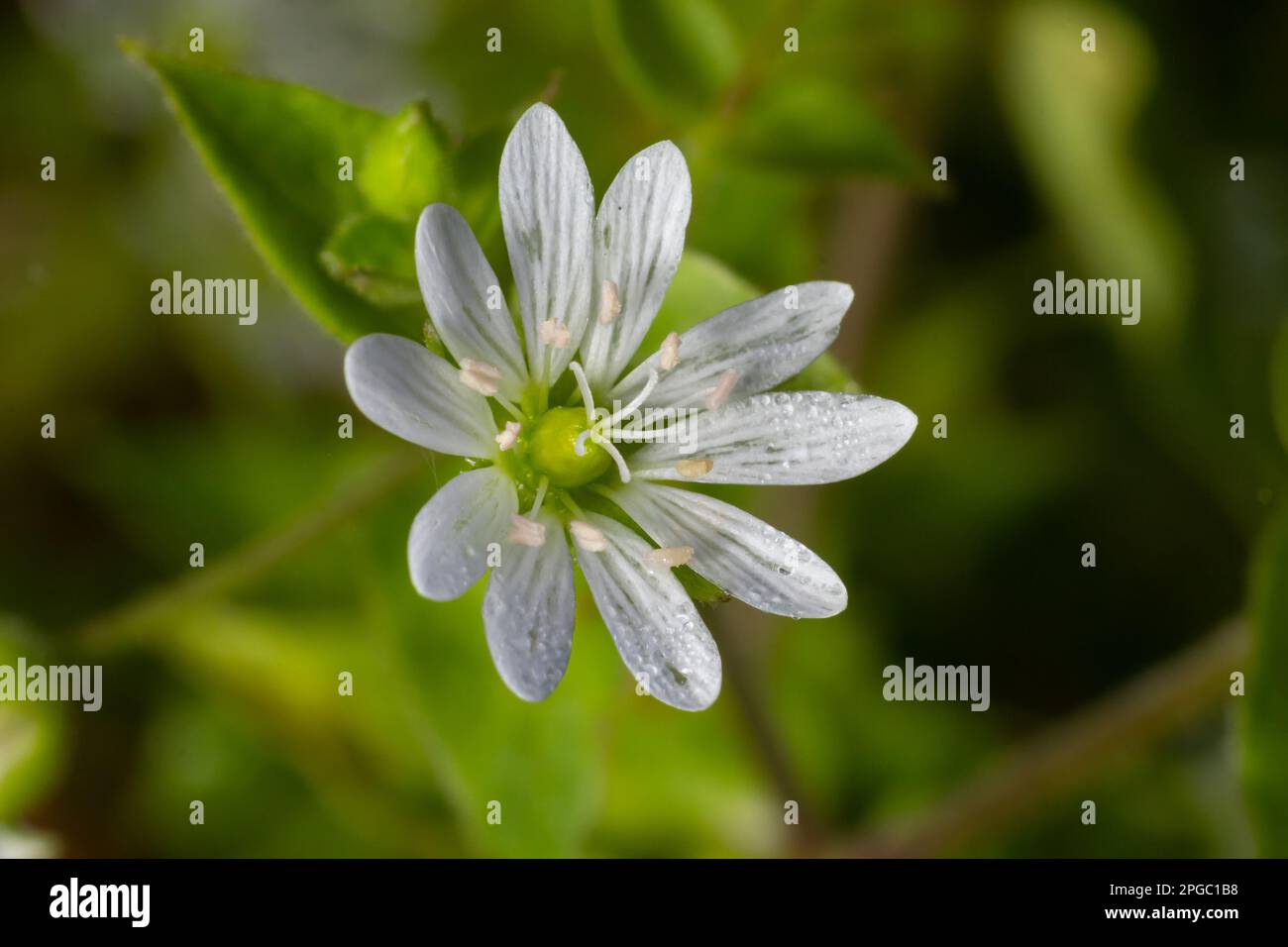 common chickweed, Stellaria media, white bloom with green blurred background. Stock Photo
