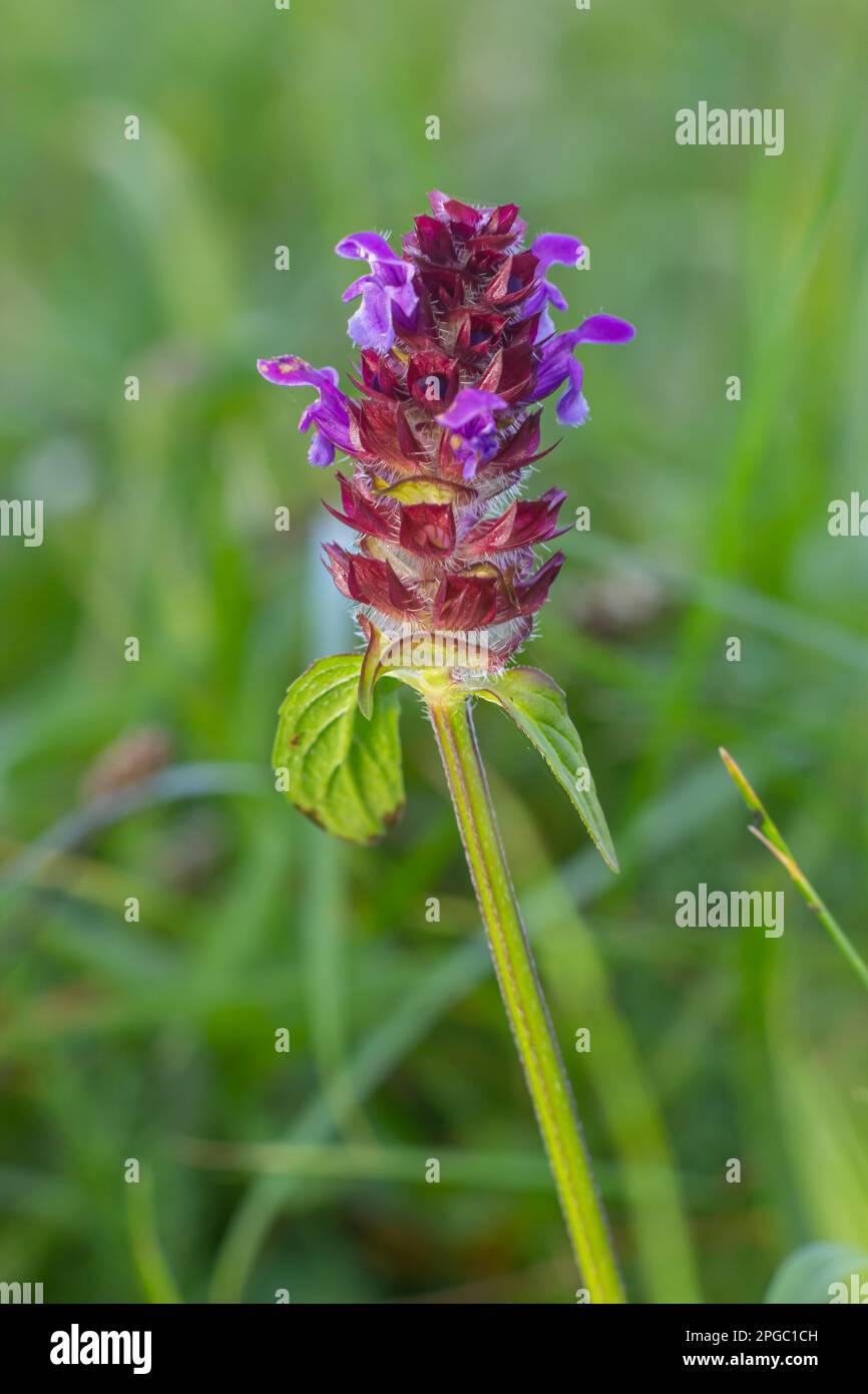Beautiful prunella vulgaris are growing on a green meadow. Live nature. Stock Photo