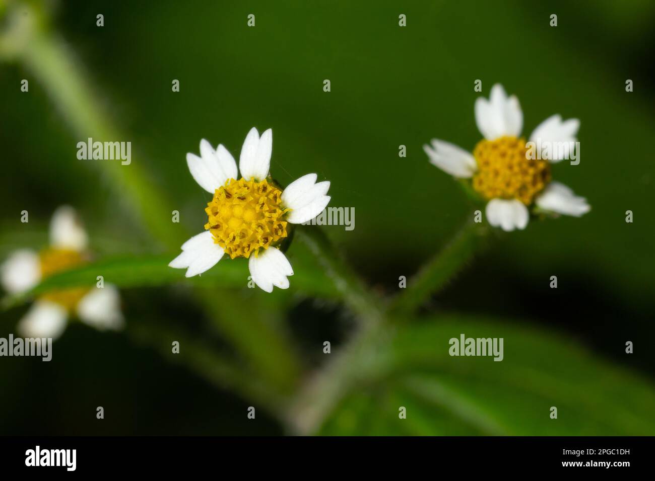 close-up photo Galinsoga quadriradiata is a species of flowering plant in the family Asteraceae which is known by several common names, including shag Stock Photo