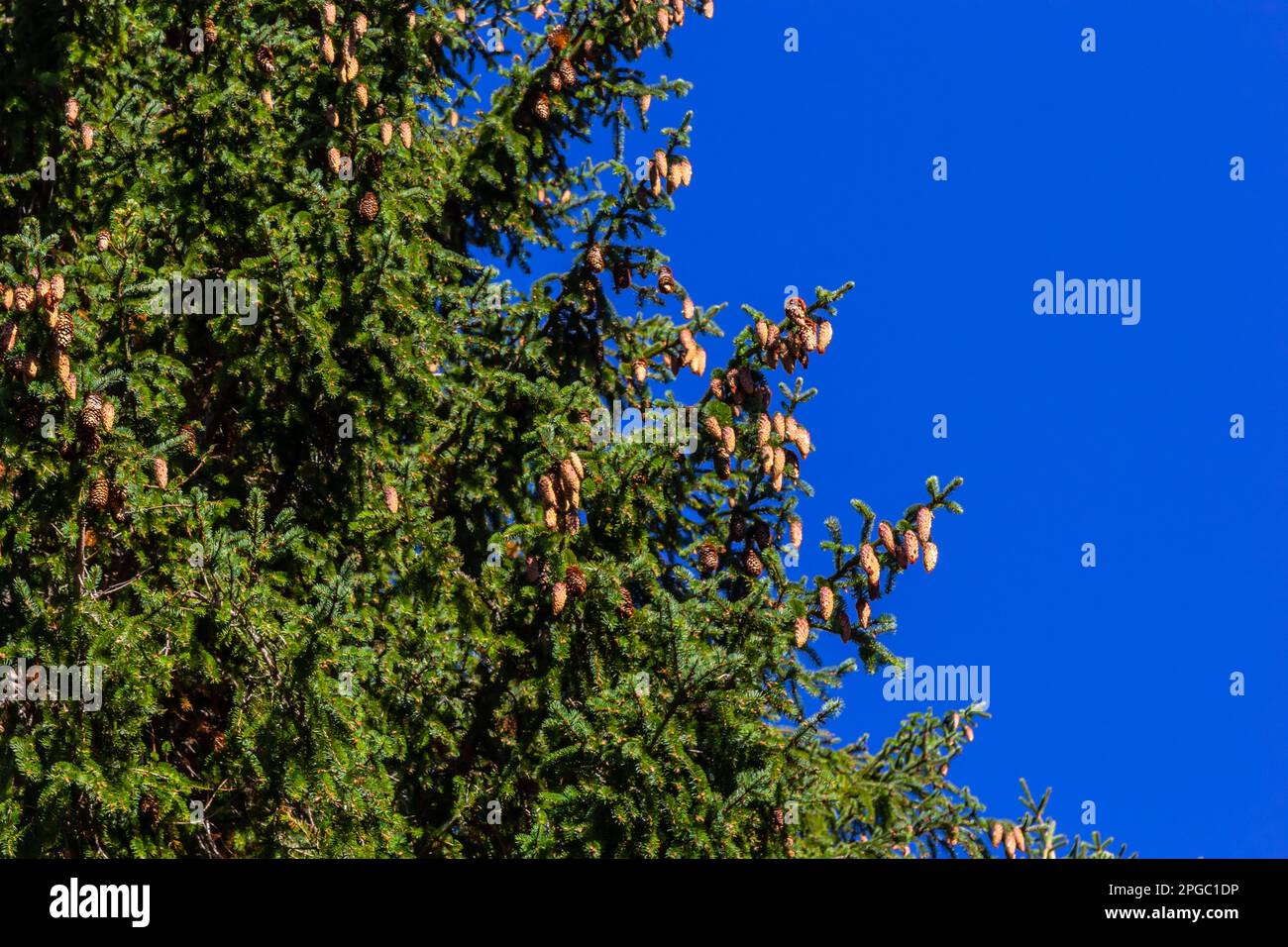 Branches with cones European spruce Picea abies on a background of blue sky. Stock Photo
