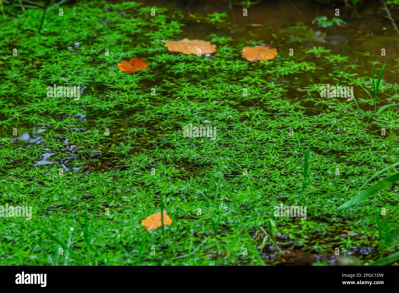 Submerged aquatic plants hi-res stock photography and images - Alamy