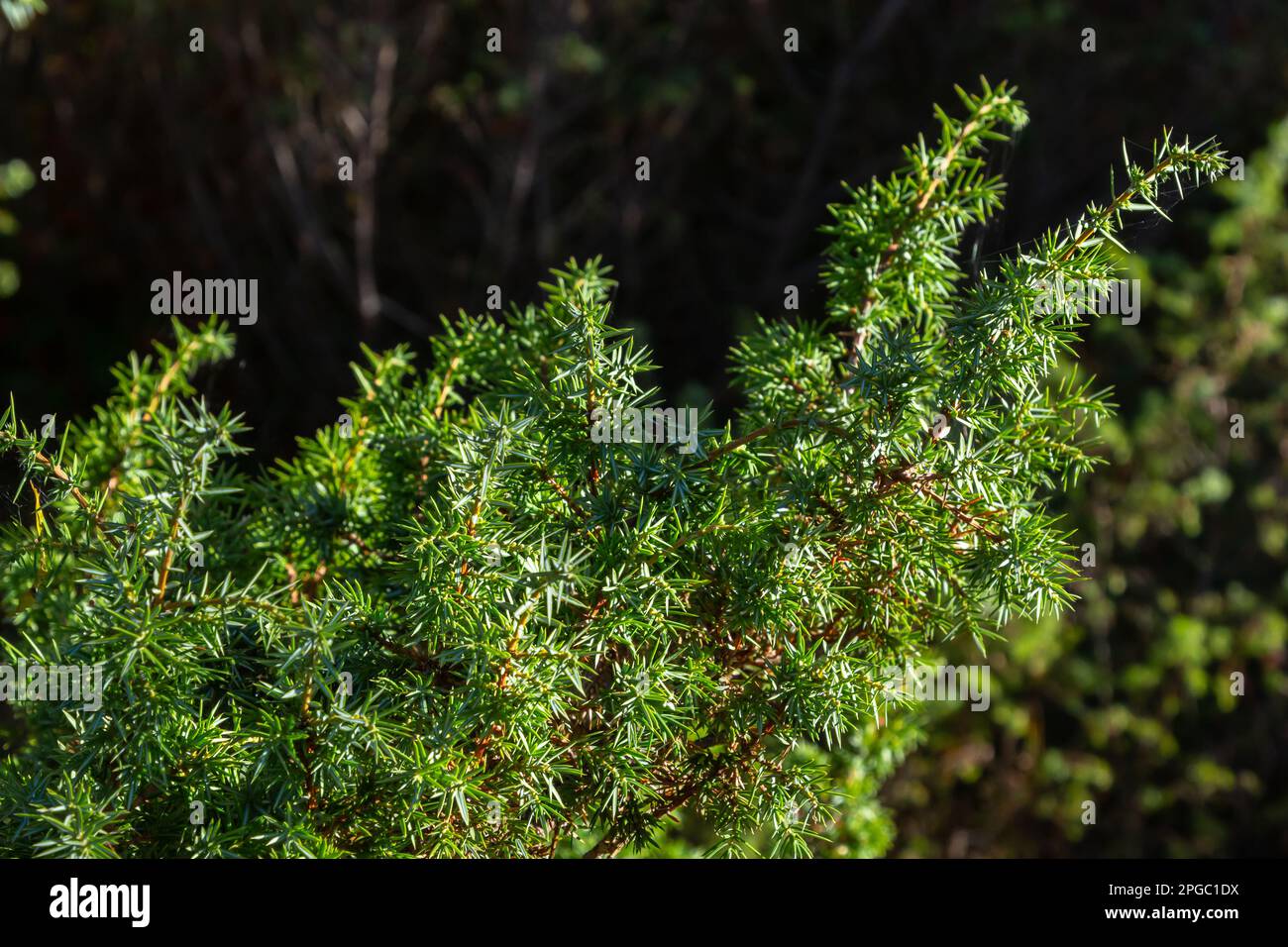 Juniperus communis, the common juniper, is a species of conifer in the family Cupressaceae. branches of common juniper Juniperus communis on a green b Stock Photo