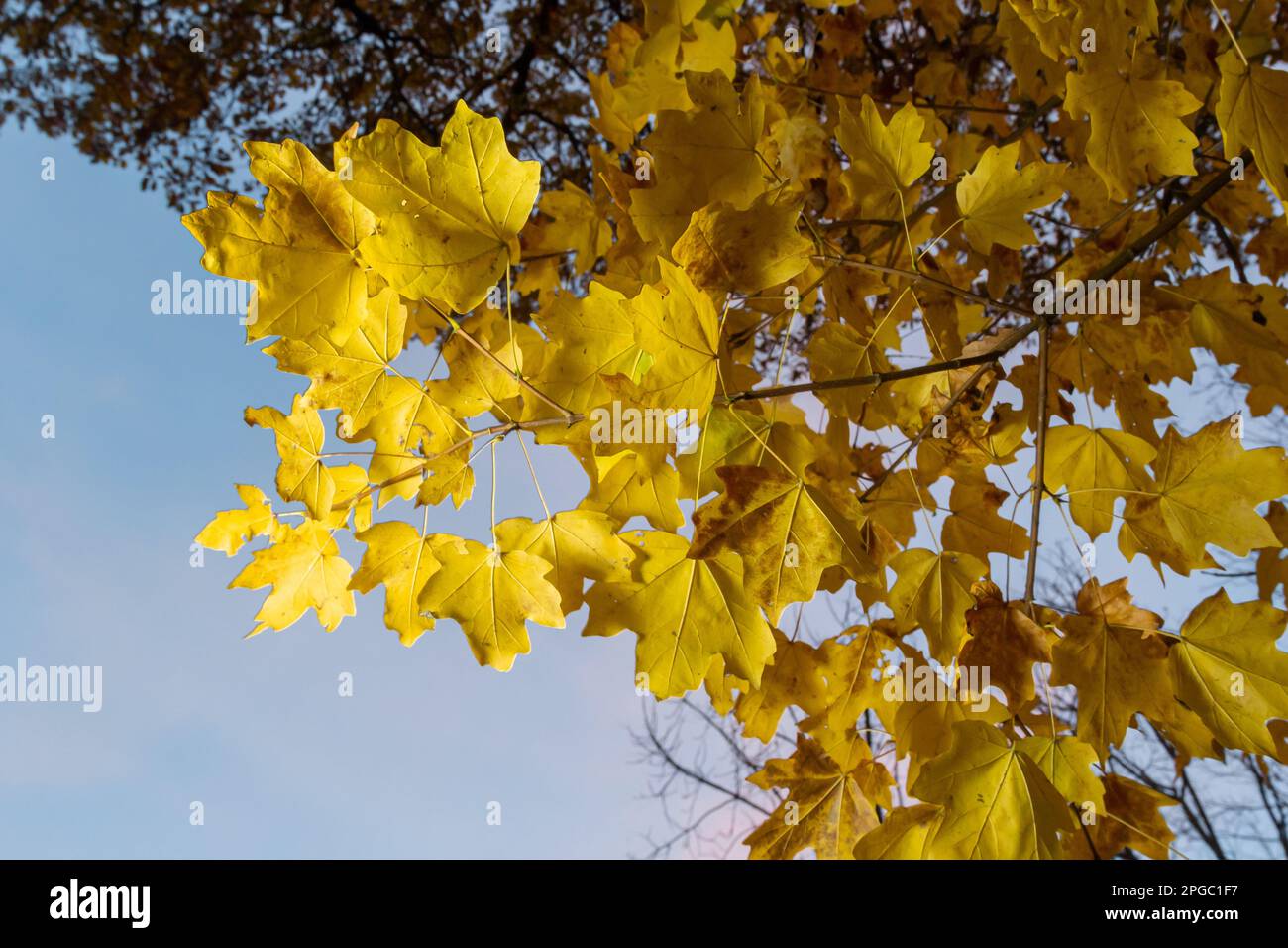 yellowed maple leaves on a blue sky background in autumn on a sunny day. Stock Photo