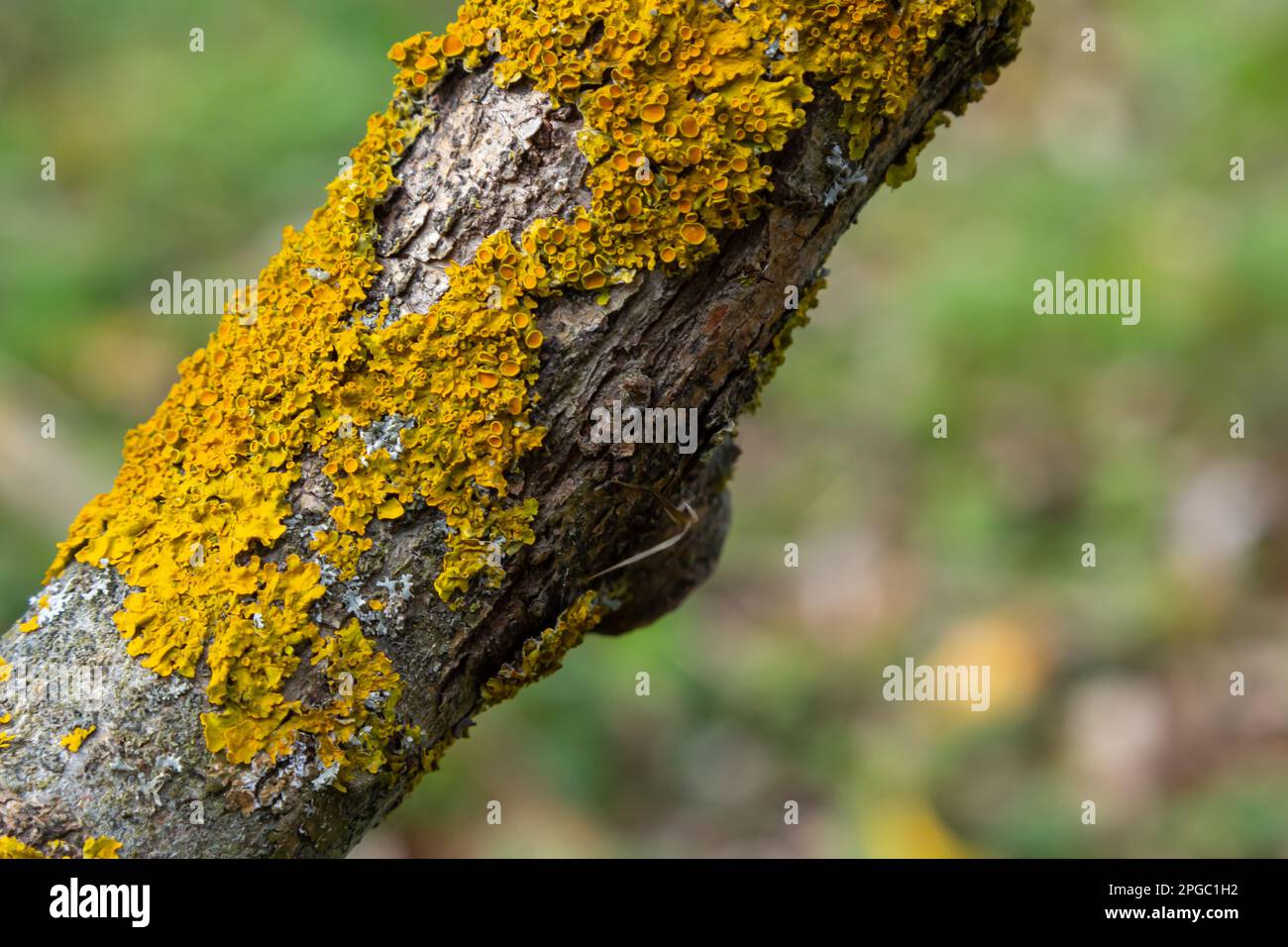 Orange lichen, Xanthoria parietina, growing on tree bark. Stock Photo