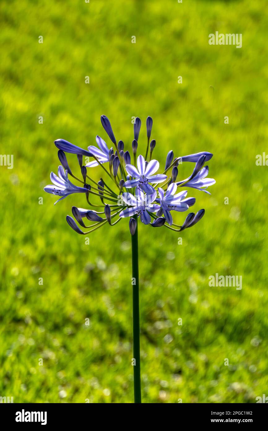 Blue african lily flowers close up on a blurred background. Lily of Nile Stock Photo