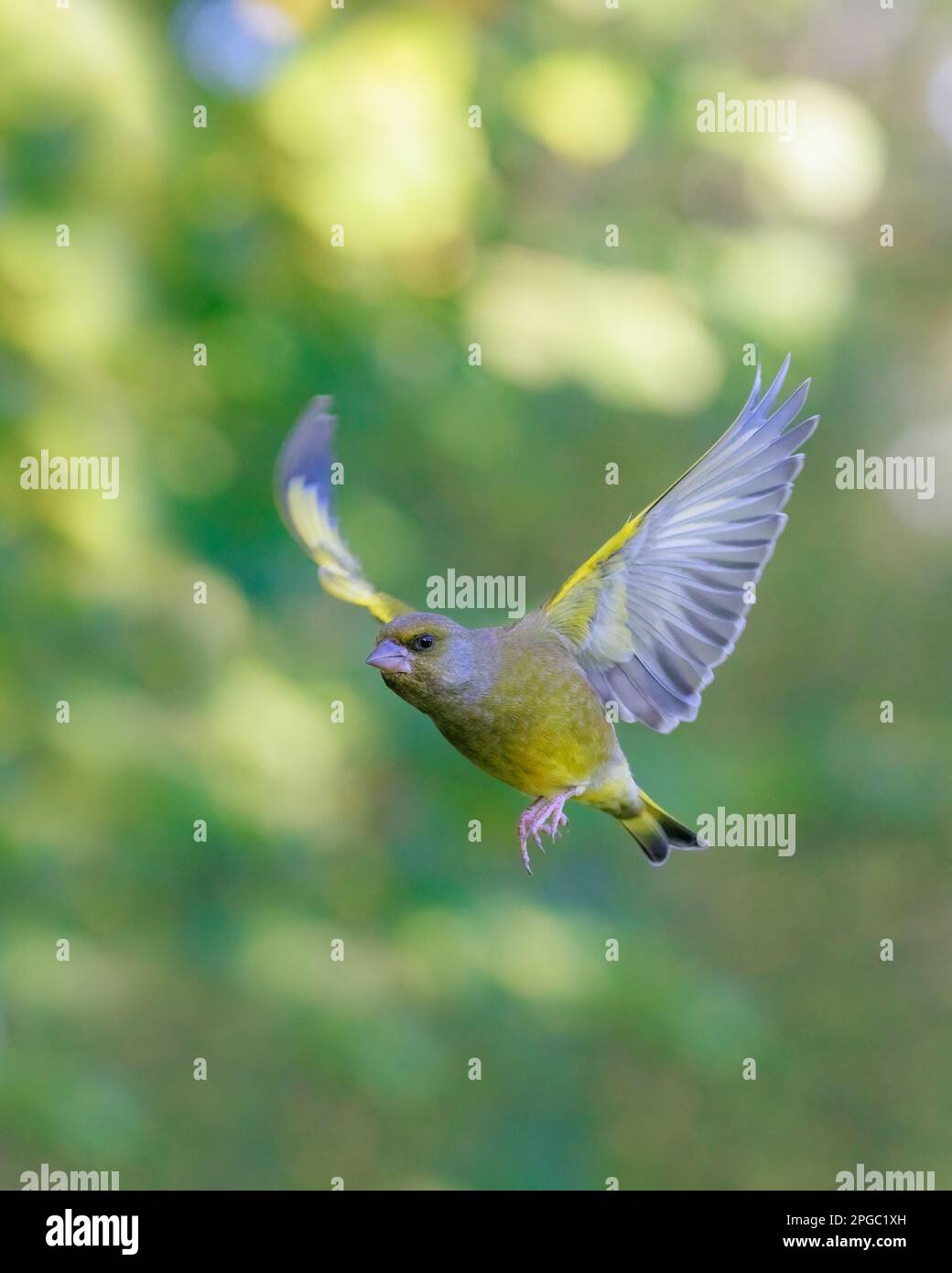Greenfinch [ Chloris chloris ] male bird in flight Stock Photo