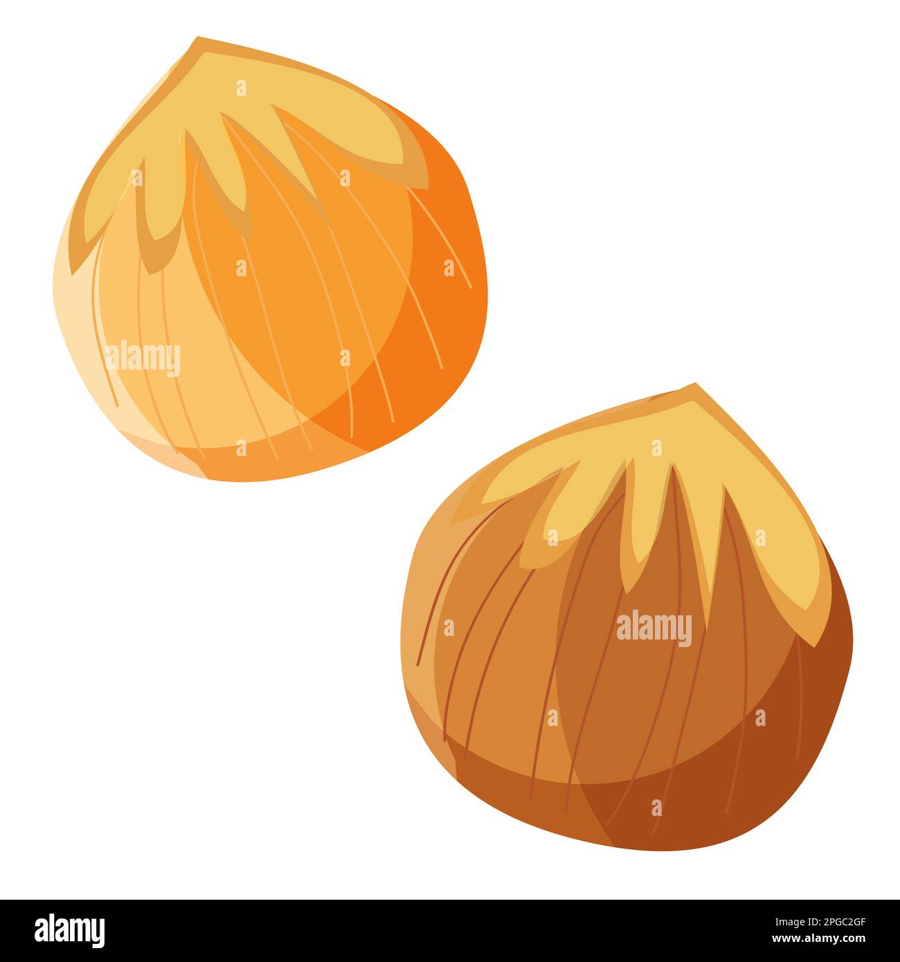 Cartoon style two hazelnuts vector illustration flat Stock Vector Image