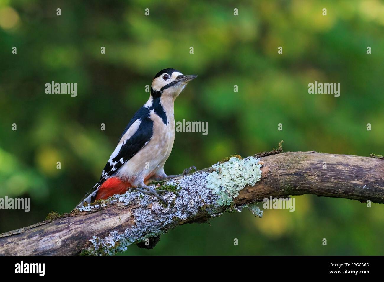 Great spotted woodpecker [ Dendrocopos major ] male bird on Lichen covered branch Stock Photo