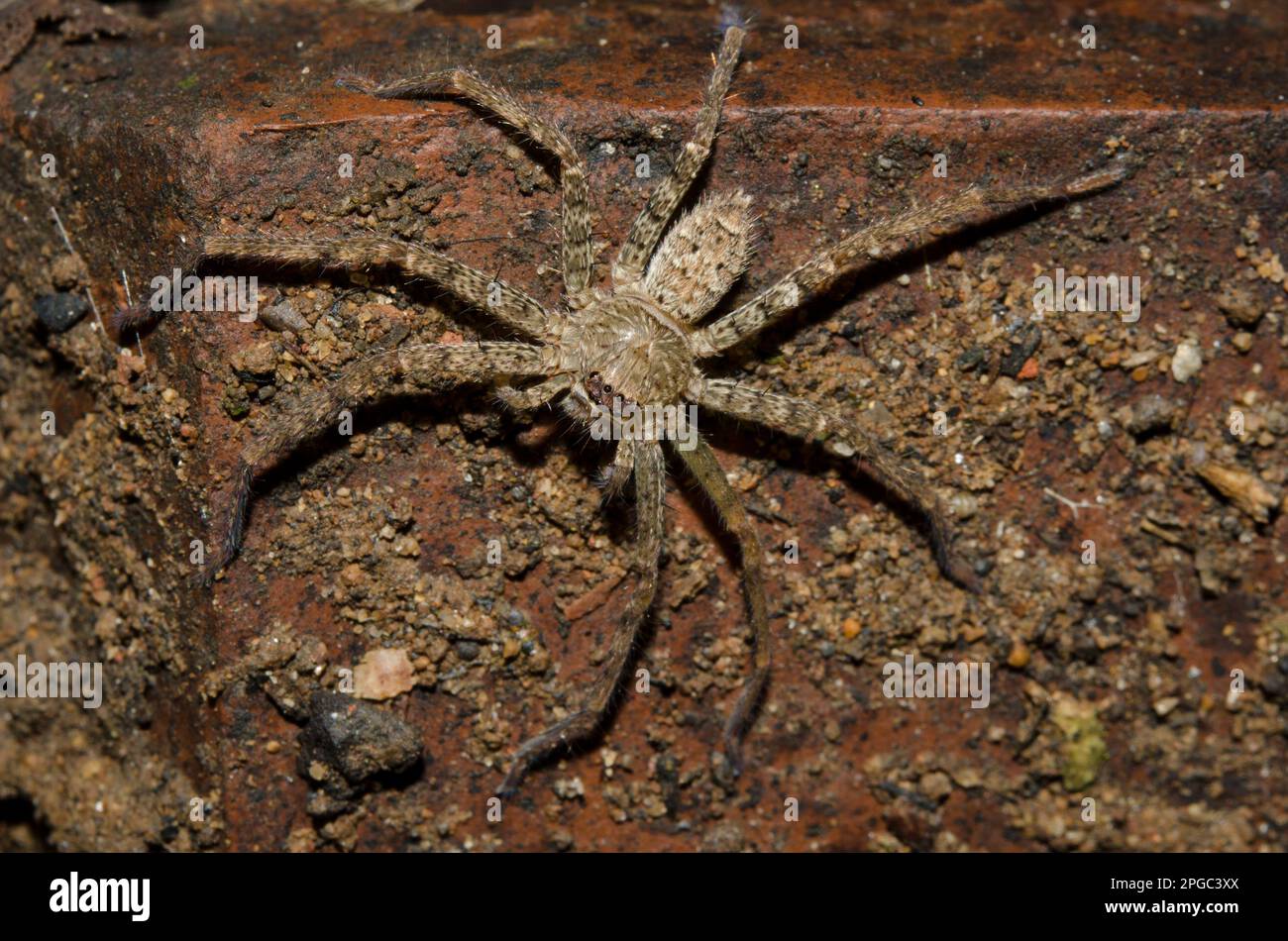 Huntsman Spider, Heteropoda venatoria, Klungkung, Bali, Indonesia Stock Photo