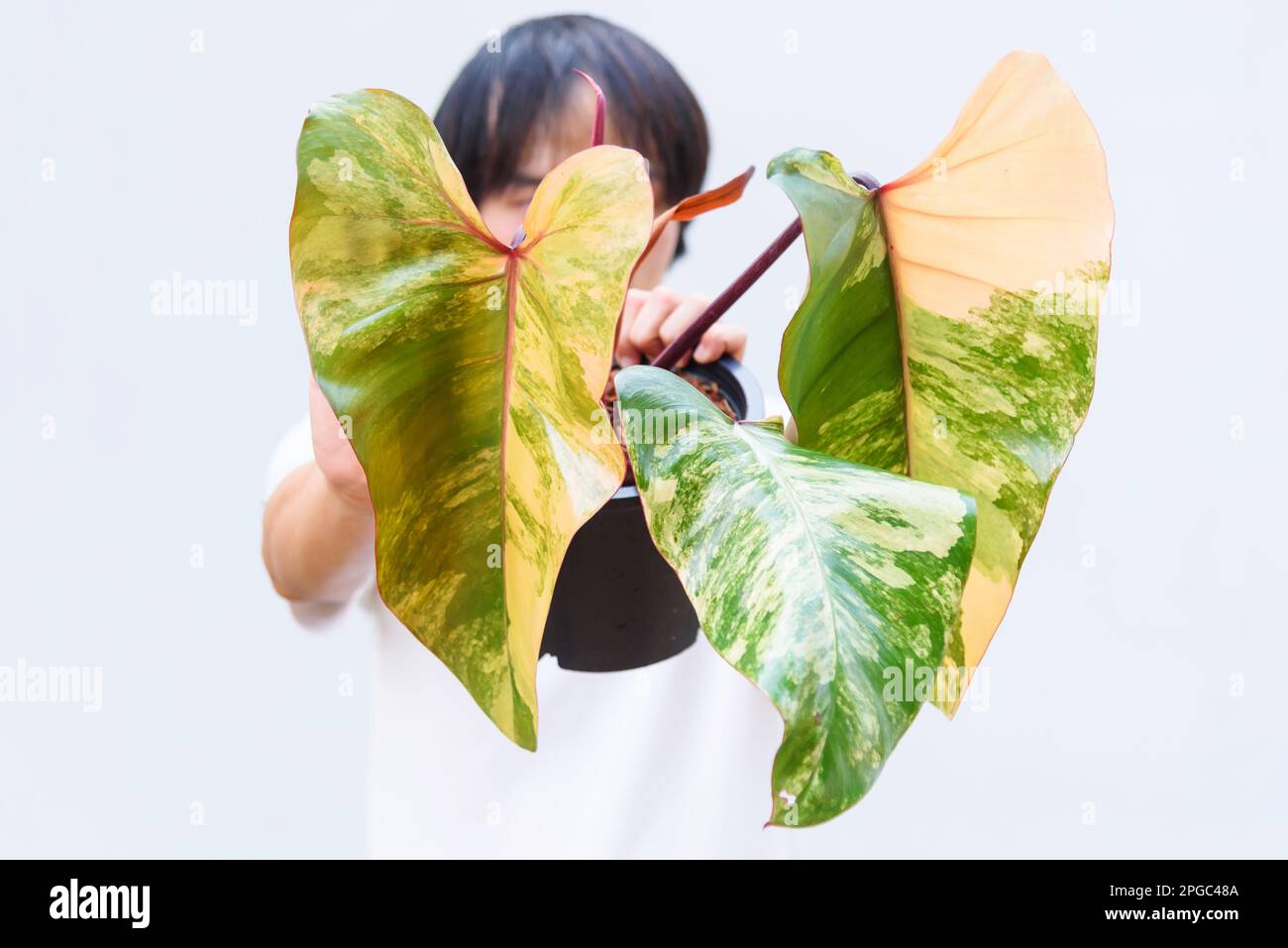 syngonium podophyllum arrowhead plant Arrowhead Vine (Syngonium podophyllum) – Aquatic Arts