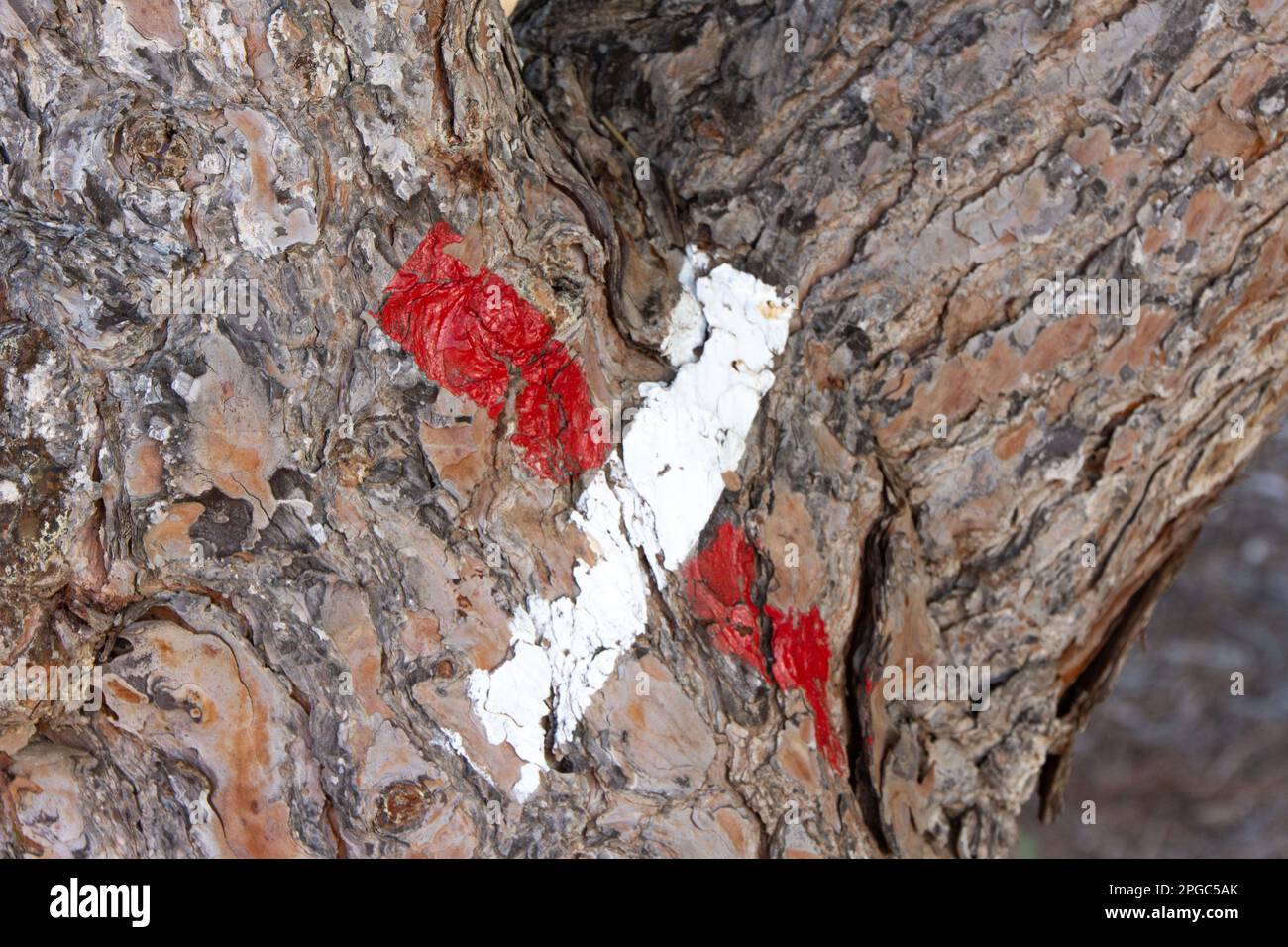 Tree marked with red and white X. Guide sign made with paint. hiking