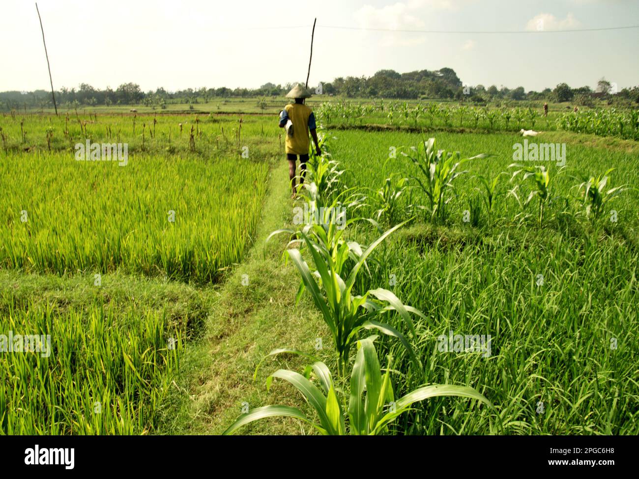 A farmer walks on a dike through rice terraces as he is in daily duty of collecting grass to feed livestock in Kradenan, Blora, Central Java, Indonesia. Climate change will increasingly expose outdoor workers to heat stress and reducing labour capacity, according to the 2023 report published by the Intergovernmental Panel on Climate Change (IPCC), entitled 'Climate Change 2022: Impacts, Adaptation and Vulnerability'. The report suggests that climate change adaptation options are needed to protect agricultural worker productivity outdoors and reduce occupational heat illnesses and deaths. Stock Photo