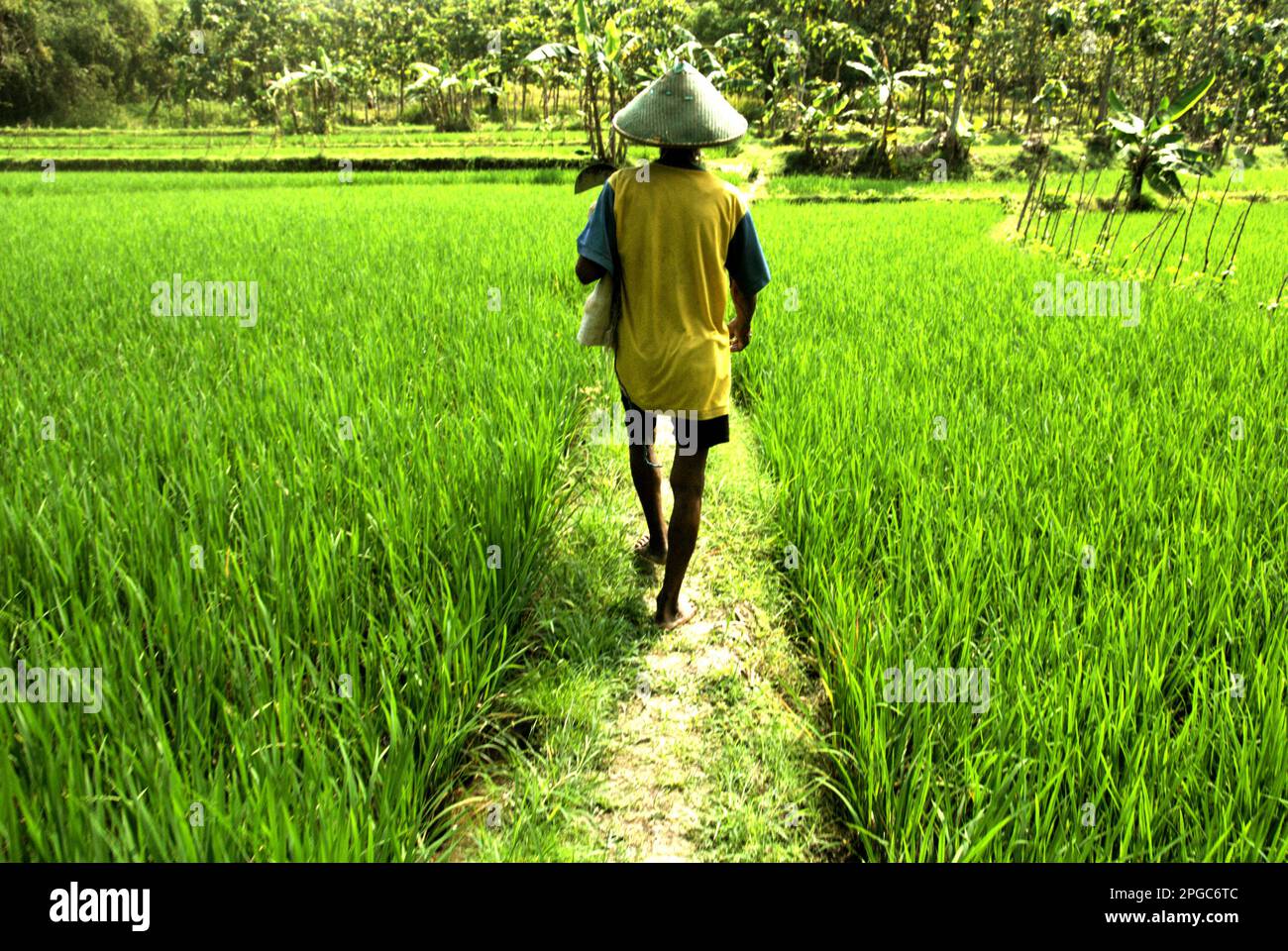 A farmer walks on a dike through rice terraces as he is in daily duty of collecting grass to feed livestock in Kradenan, Blora, Central Java, Indonesia. Climate change will increasingly expose outdoor workers to heat stress and reducing labour capacity, according to the 2023 report published by the Intergovernmental Panel on Climate Change (IPCC), entitled 'Climate Change 2022: Impacts, Adaptation and Vulnerability'. The report suggests that climate change adaptation options are needed to protect agricultural worker productivity outdoors and reduce occupational heat illnesses and deaths. Stock Photo