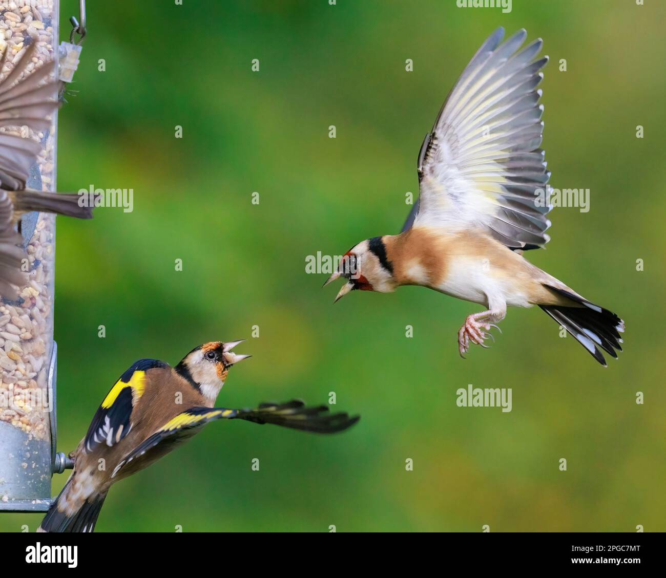 European Goldfinches [ Carduelis carduelis ] fighting at garden feeder Stock Photo