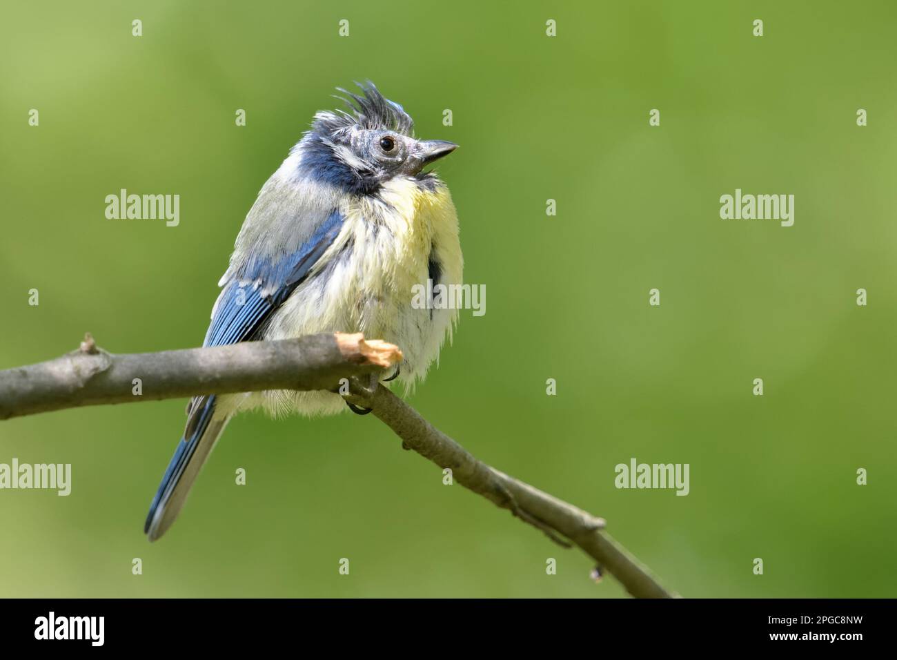 Bluetit, seems to be ill, lost feathers at its head. Stock Photo