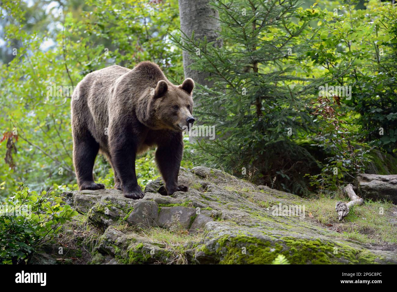 European Brown Bear,  large bear species found across Eurasia, massive and strong animal, standing on rocks in a forest. Stock Photo