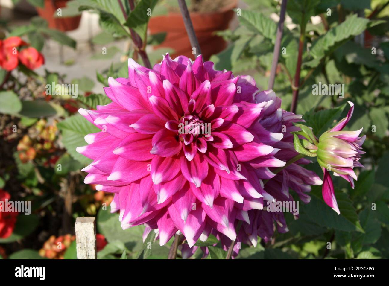 Byzantine magenta colured (Waterlily) dahlia of 'Cameo' cultivar with white tipped petals : (pix Sanjiv Shukla) Stock Photo