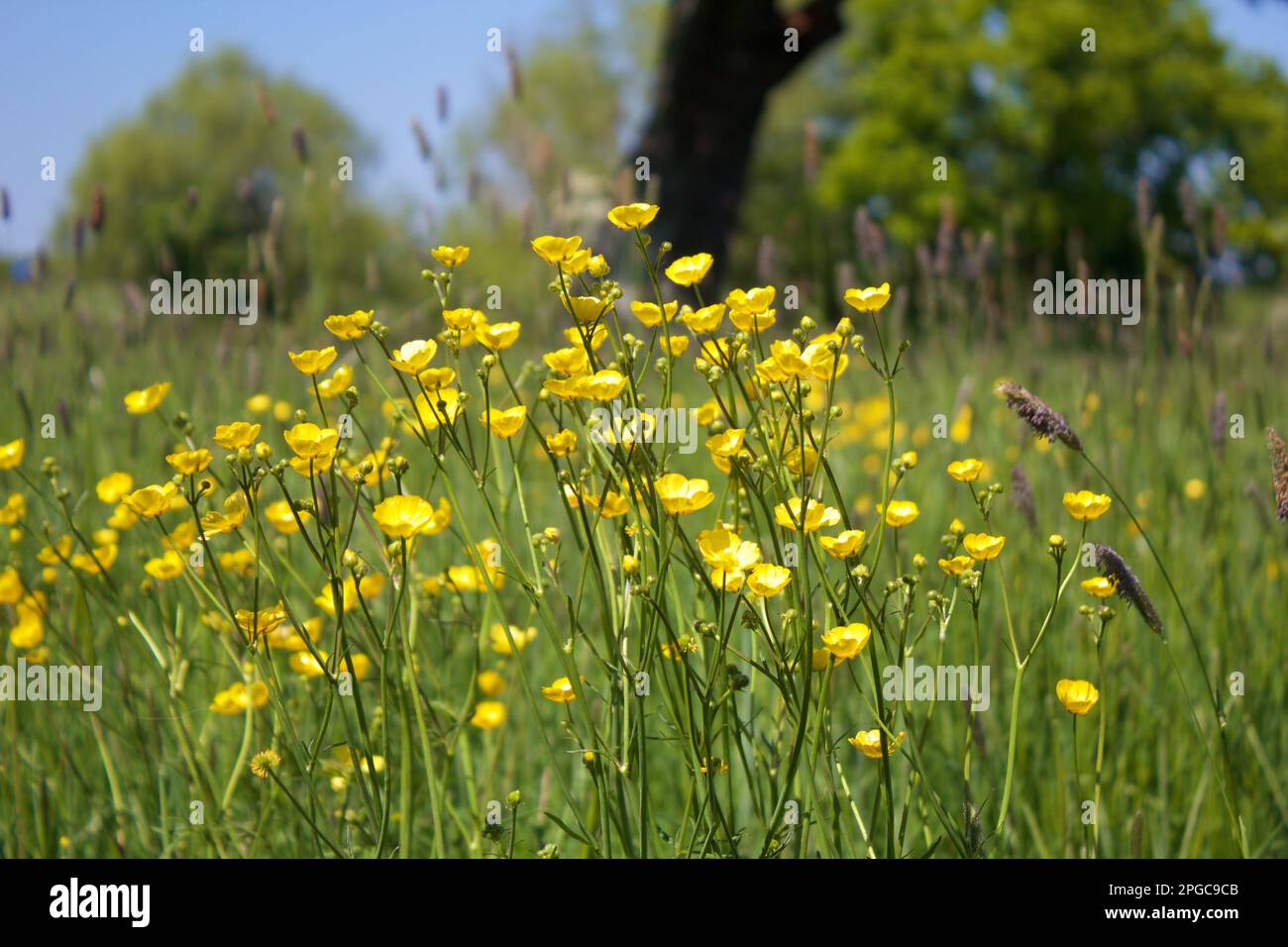 Buttercups in full bloom hi-res stock photography and images - Alamy