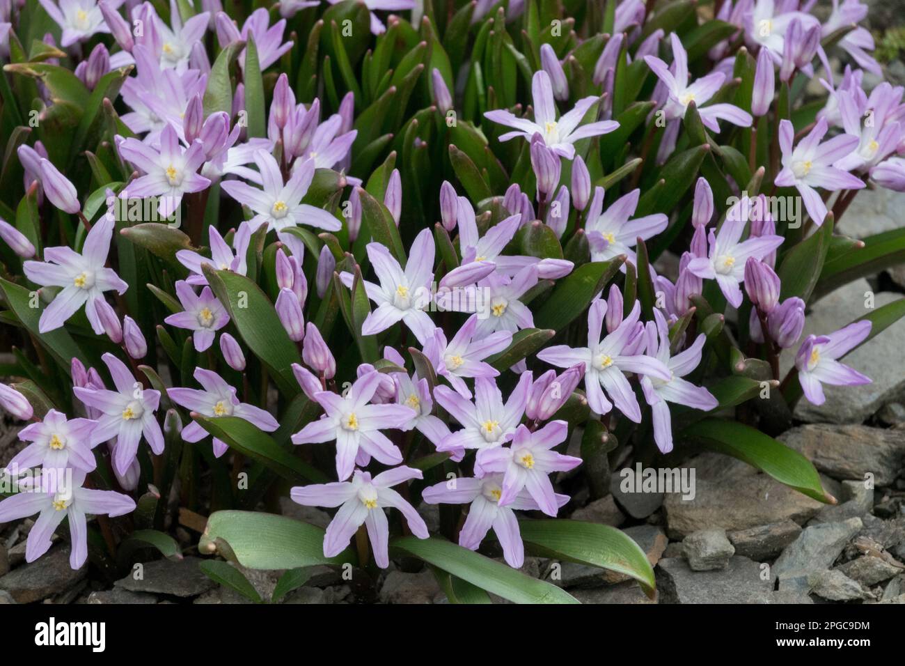 Glory-of-the-snow, Chionodoxa 'Pink Giant', Scilla, Rockery, Garden, Early spring, Hardy, Flowers, Cluster Stock Photo