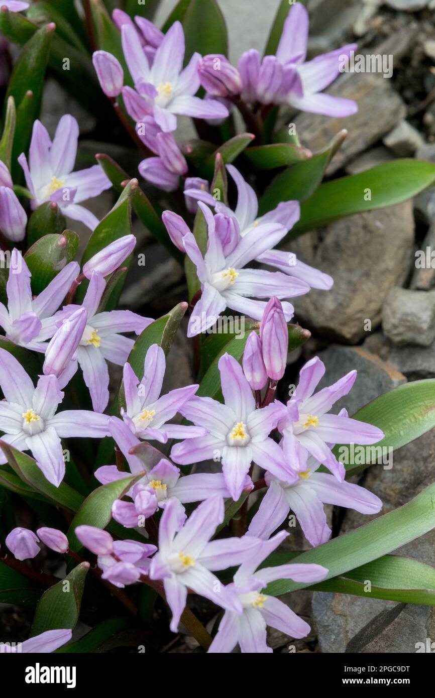 Forbes Glory of the Snow, Scilla forbesii, Chionodoxa, Spring, Rock Garden, Pink, Flowers Stock Photo