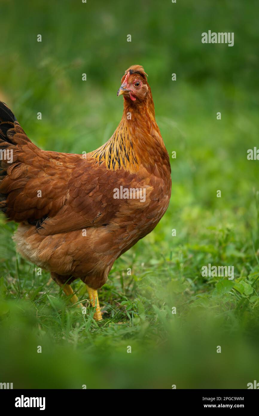 Chicken in nature background Stock Photo - Alamy