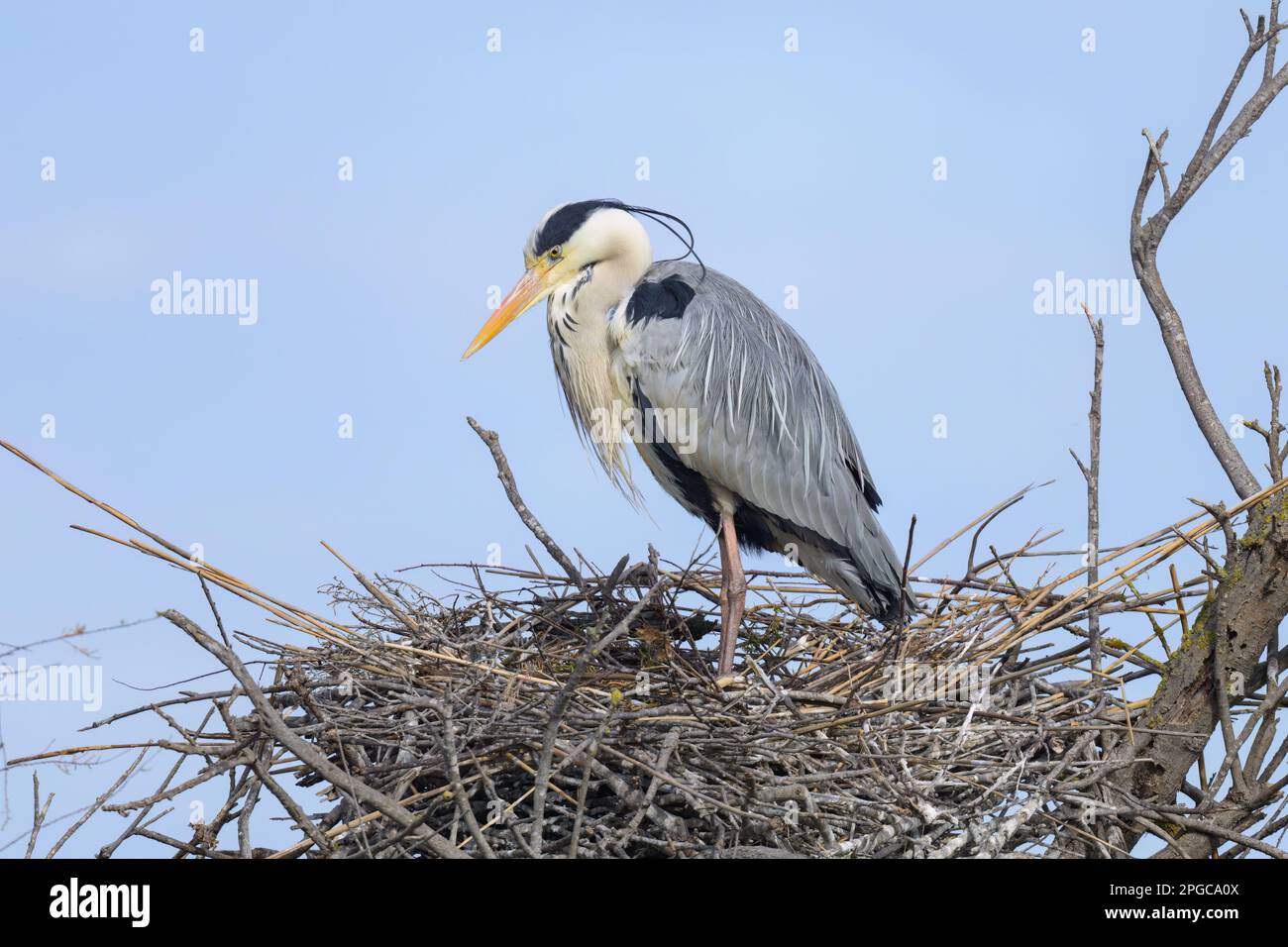 A single grey heron bird sitting in the nest, sunny day in spring in Camargue (Provence, France) Stock Photo