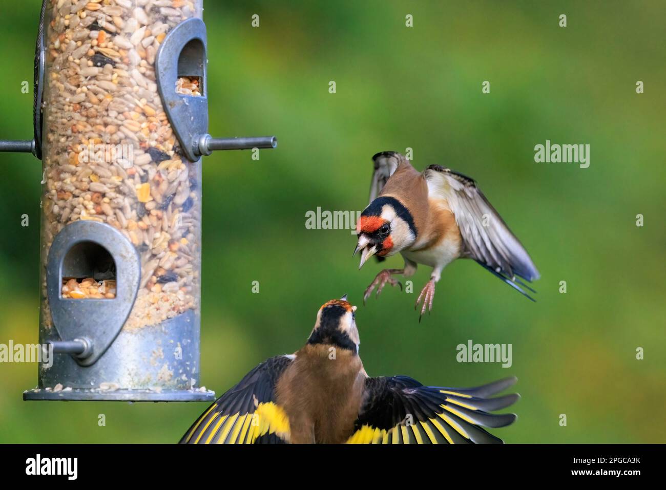 European Goldfinches [ Carduelis carduelis ] fighting at garden feeder Stock Photo