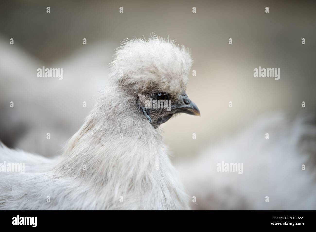 Chicken in nature background Stock Photo - Alamy