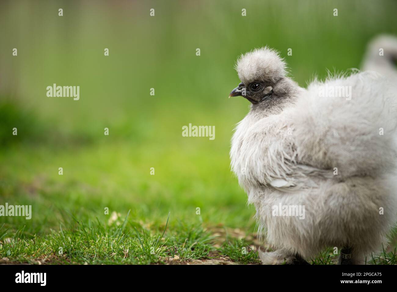 Chicken in nature background Stock Photo - Alamy