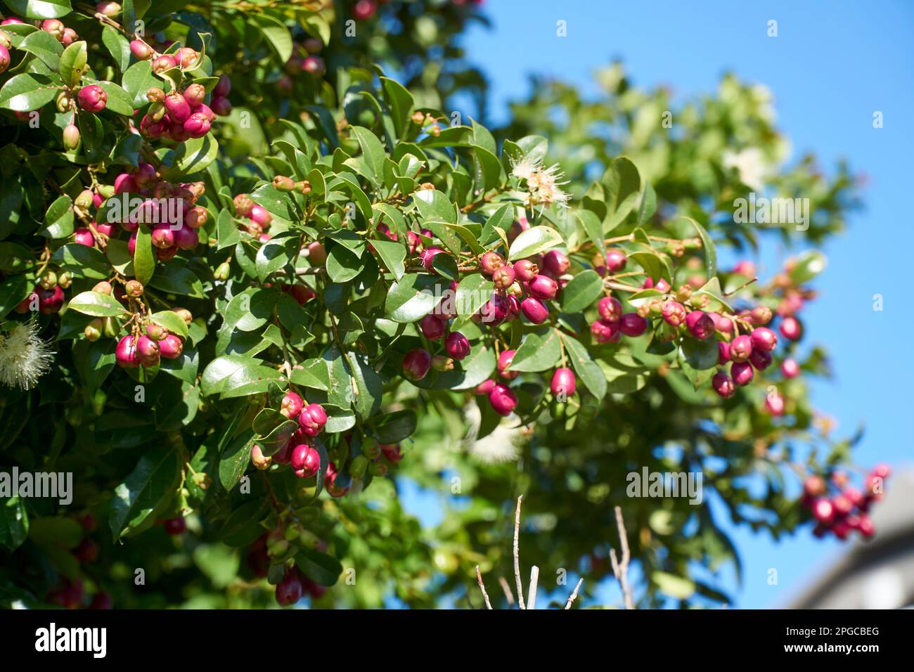 Syzygium smithii an Australian evergreen with ripe berries an important source of bush food Stock Photo