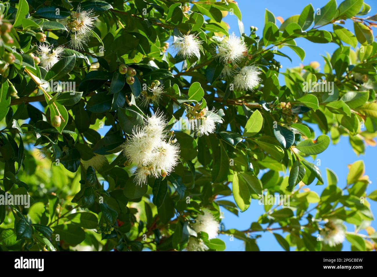 Syzygium smithii an Australian evergreen in flower Stock Photo