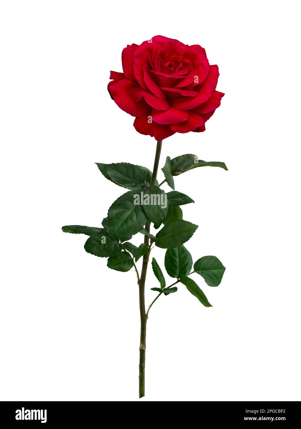 Bright red rose with green leaves isolated on white background Stock ...