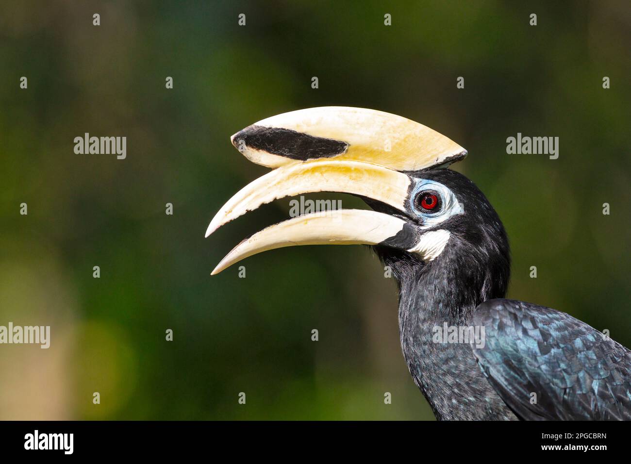 Adult male oriental pied hornbill calling female to a potential nest site in a tree, Singapore. Stock Photo