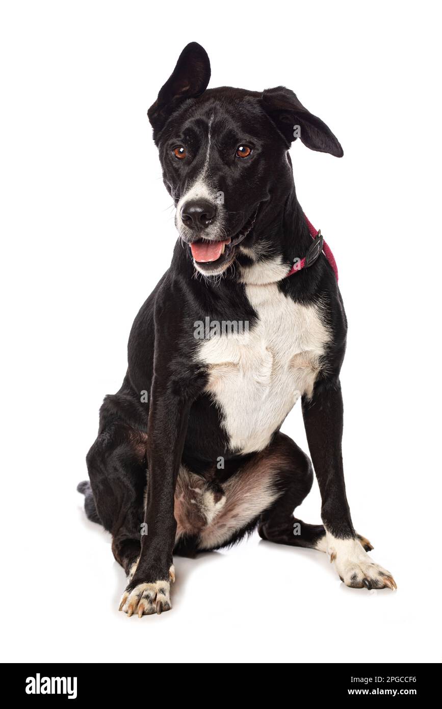Mixed breed dog sitting isolated on white background Stock Photo - Alamy