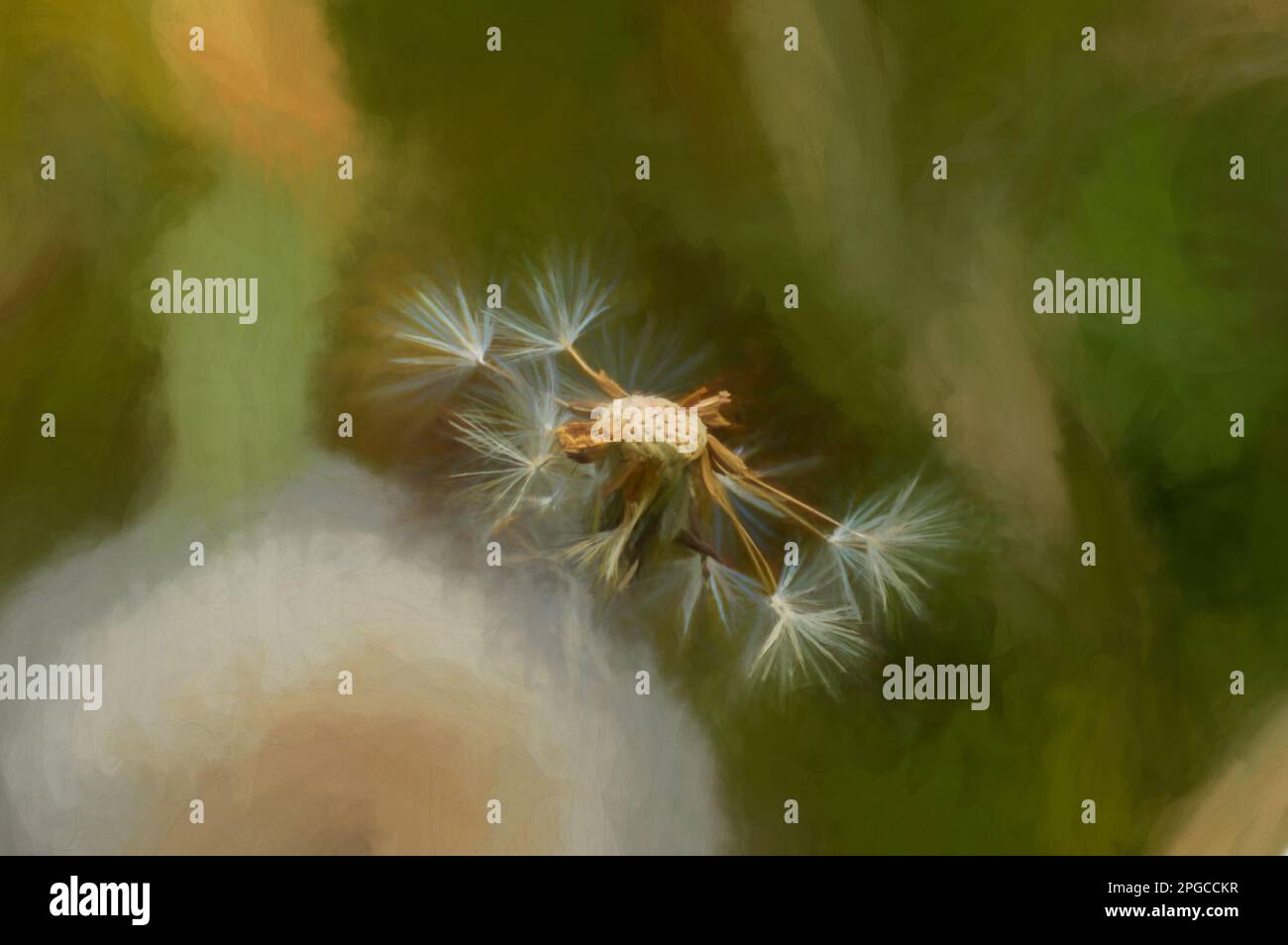 Digital painting of a dandelion pappus against a natural green ...
