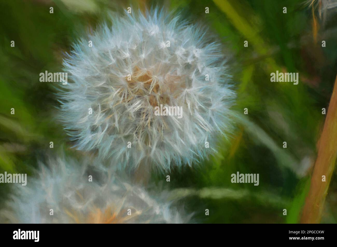 Digital painting of a dandelion pappus against a natural green ...