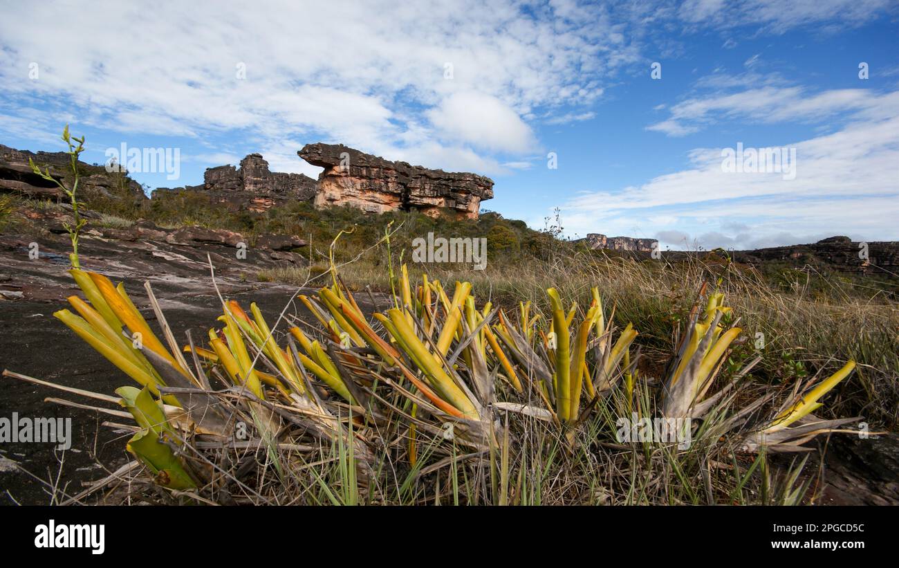 Bromeliad plants (Brocchinia reducta) on the plateau of the table mountain Auyan tepui, Venezuela Stock Photo