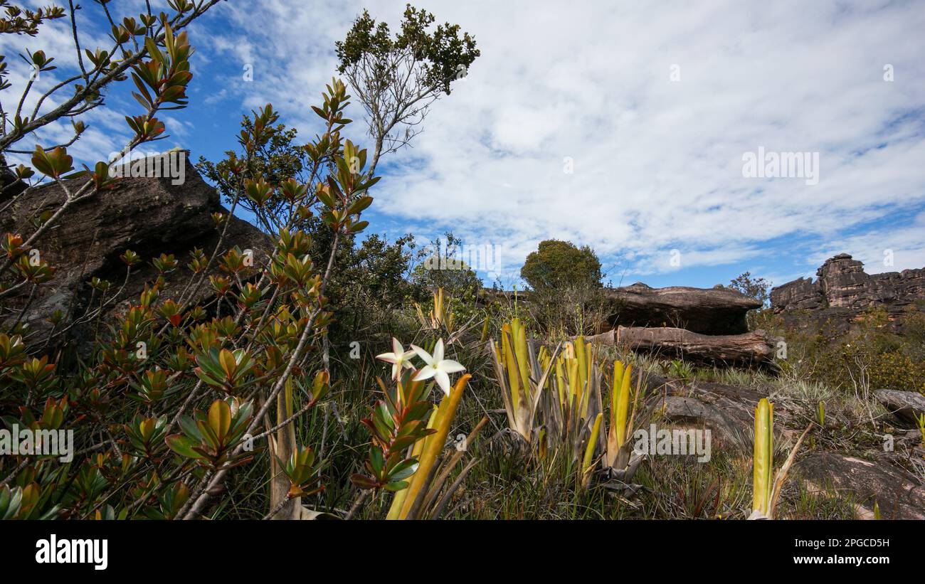 Vegetation with bromeliads (Brocchinia reducta) and Maguireothamnus speciosus flower on the plateau of the table mountain Auyan tepui, Venezuela Stock Photo