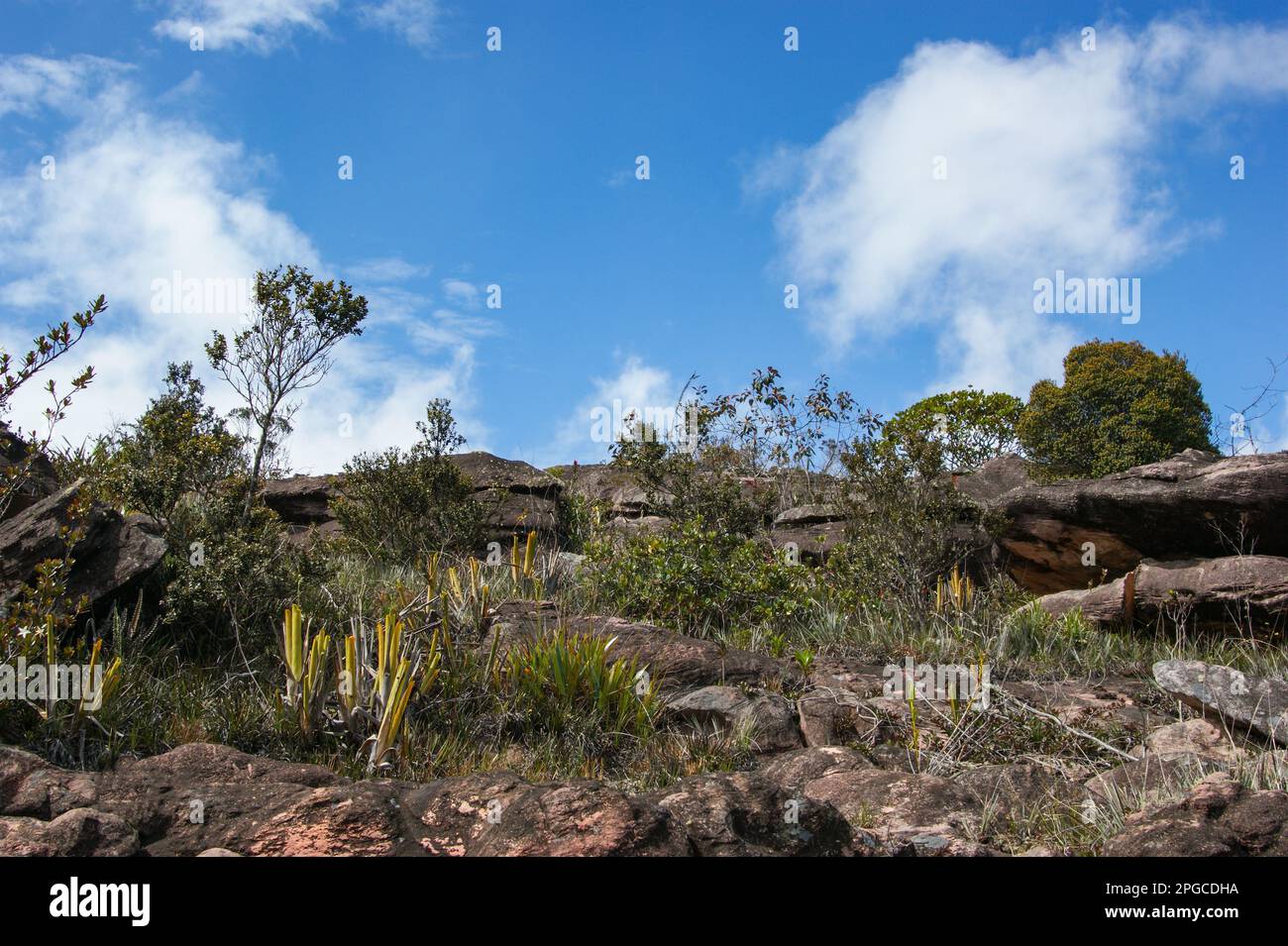 Landscape on the plateau of Auyan Tepui with bromeliad pitchers (Brocchinia reducta), Venezuela Stock Photo