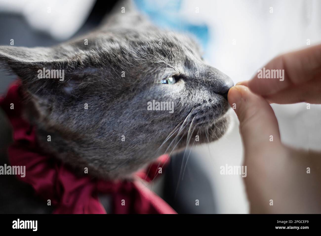 beautiful gray cat in a tie sniffs cat food from his hand. Animal