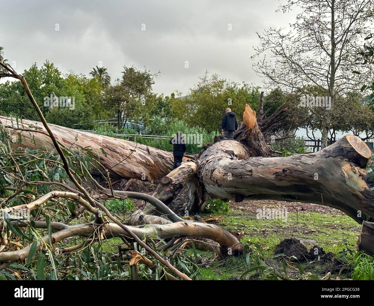 Carpinteria, California, USA. 21st Mar, 2023. Giant Fallen tree flowers from the ground on March