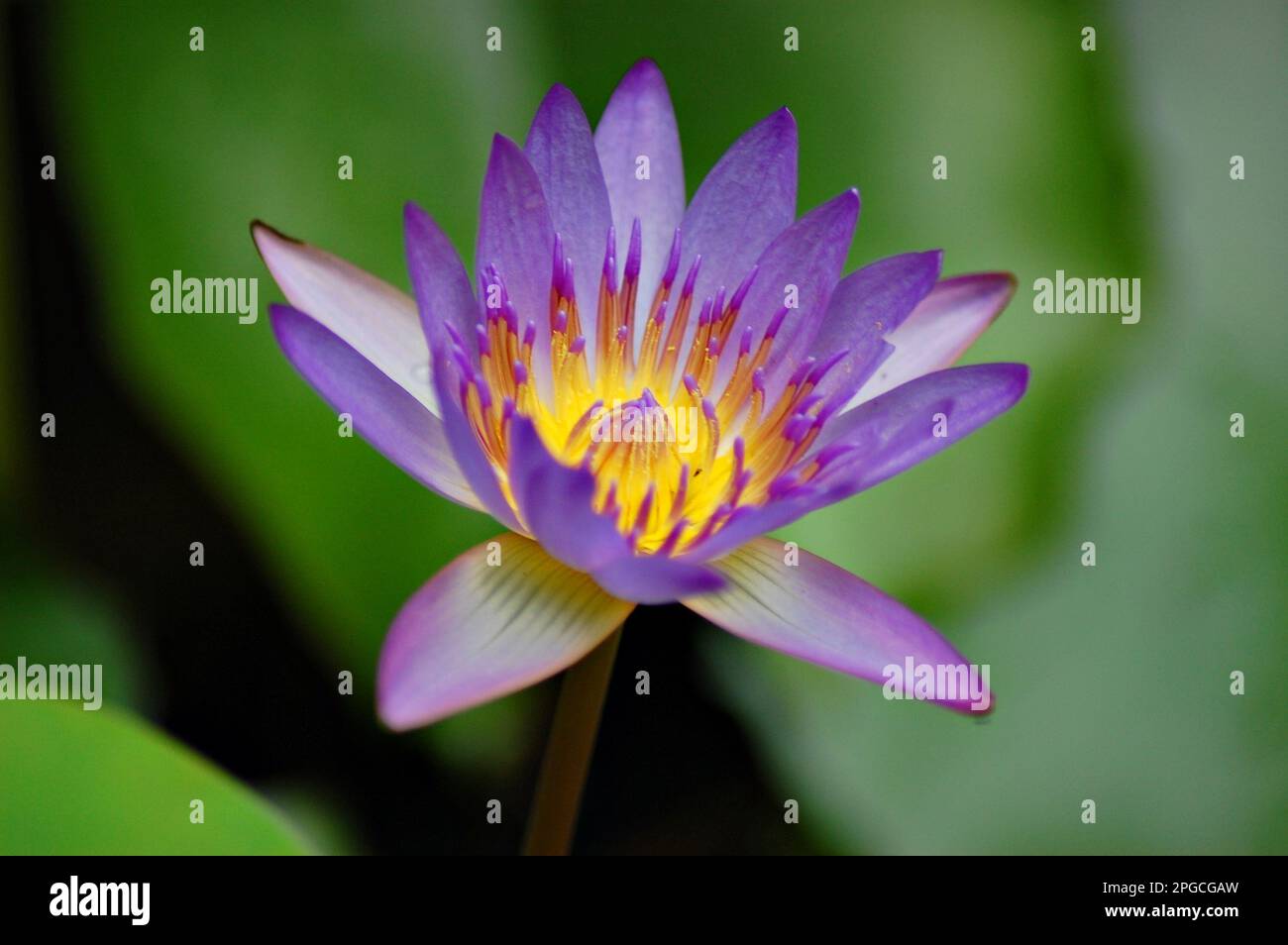 Nymphaea Flower, violet Nymphaea from Thailand, close up macro nature, bokeh background Stock Photo
