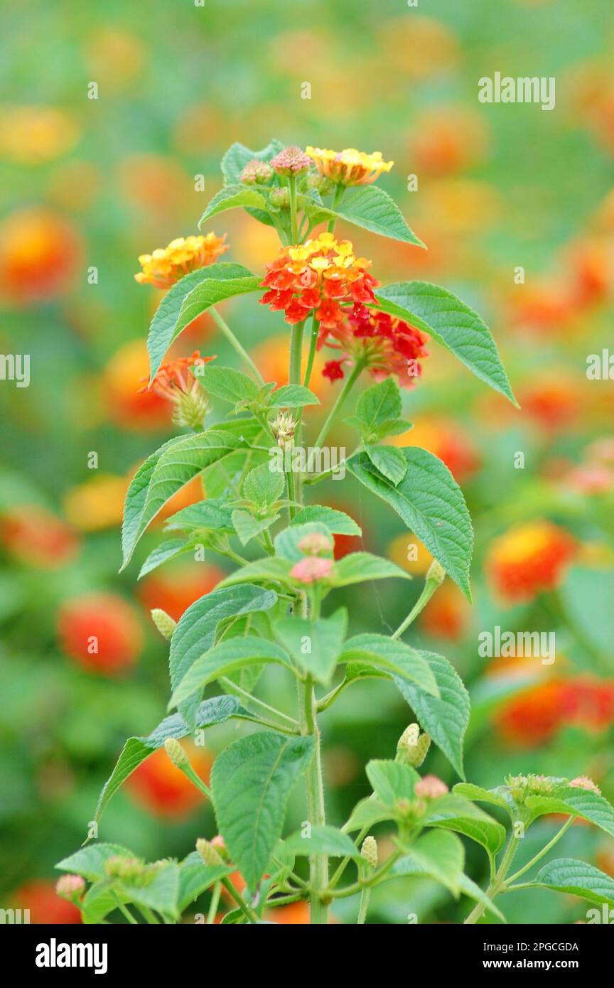 Lantana Camara Flower Plant, Nature Close up macro photography, bokeh  background, in Vietnam Stock Photo - Alamy