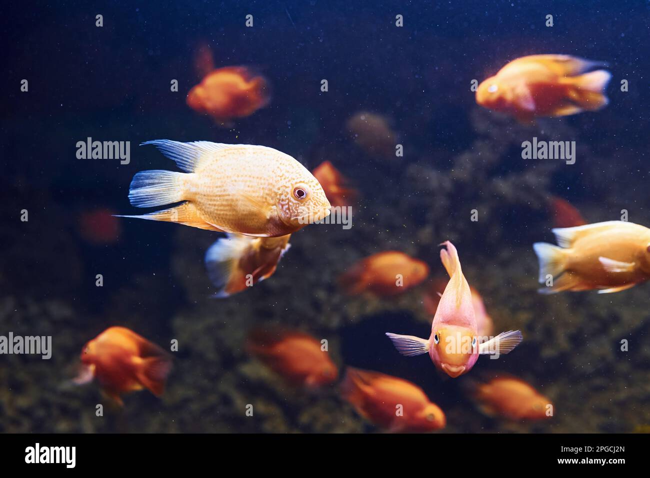 Heros severus. Underwater close up view of tropical fishes. Life in ocean Stock Photo