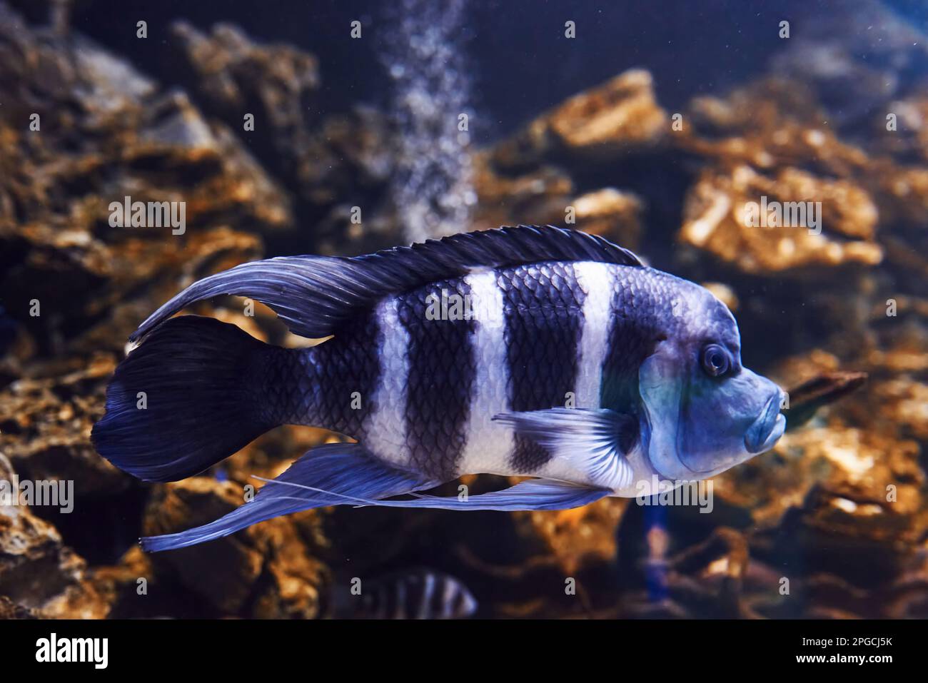 Cyphotilapia frontosa. Underwater close up view of tropical fishes. Life in ocean Stock Photo