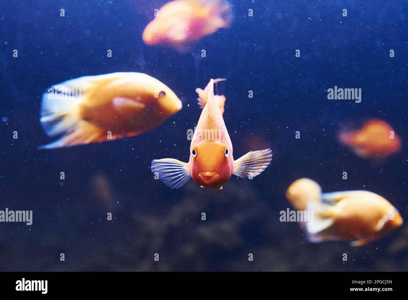 Heros severus. Underwater close up view of tropical fishes. Life in ocean Stock Photo