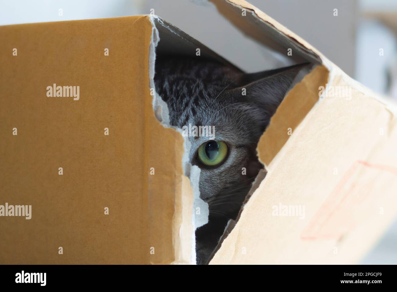 The tabby cat hides behind a cardboard box and looks terrified at the