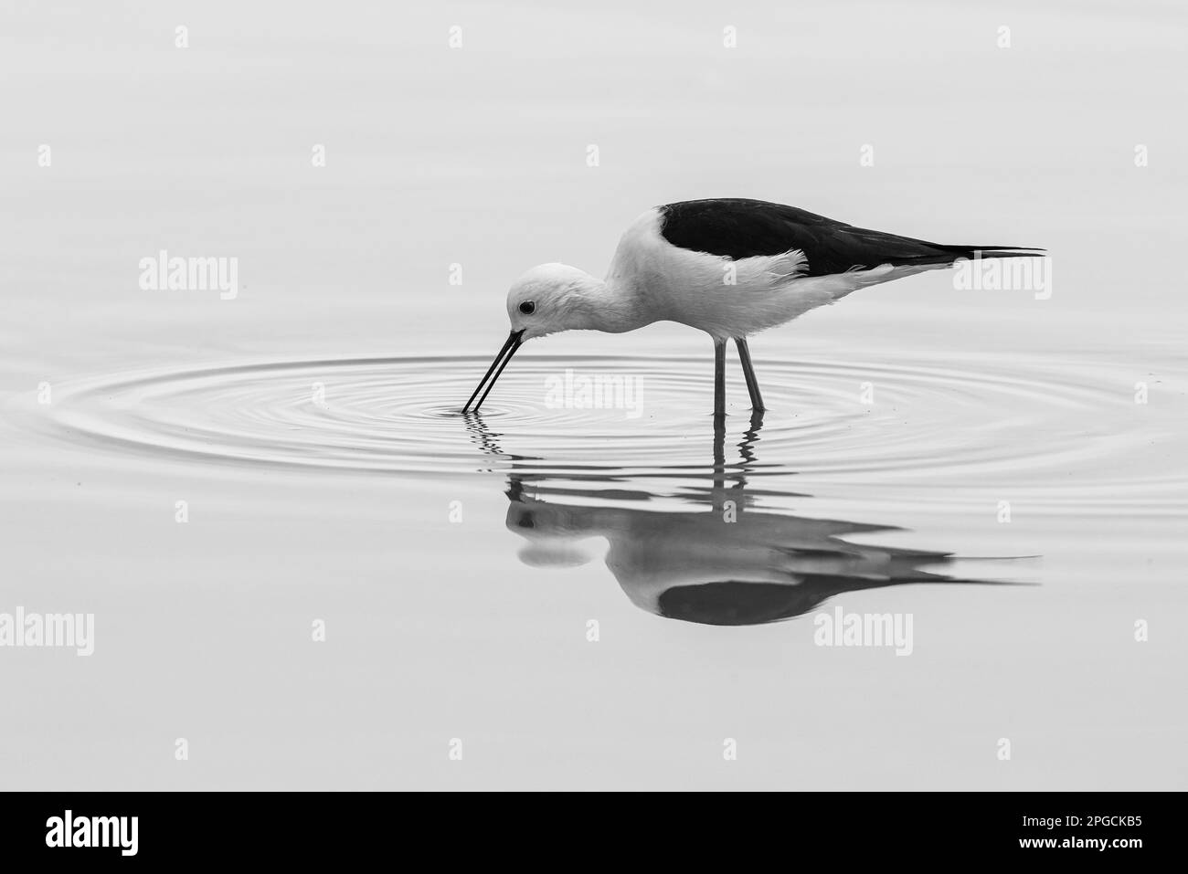The Blackwinged Stilt or Pied Stilt taking a drink of water from a