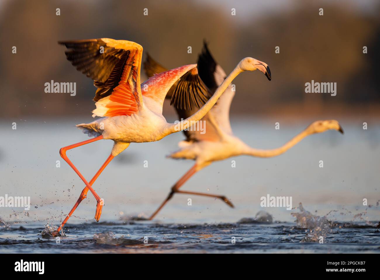 The two flamingos taking flight over the river water Stock Photo - Alamy