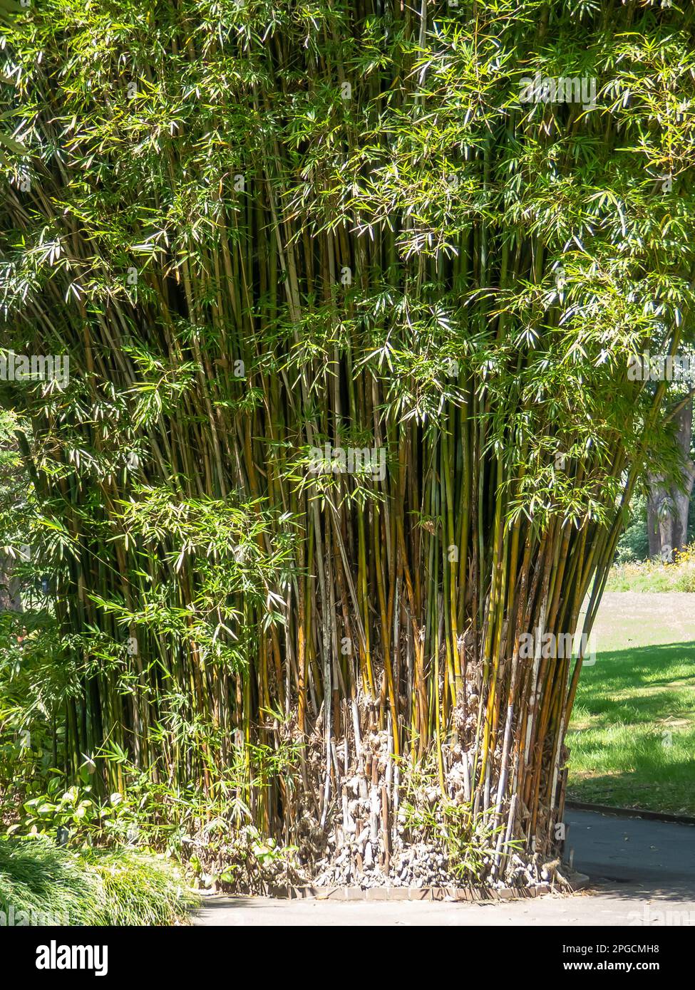 Clusters of Bamboo in the Sydney Botanical Gardens Stock Photo